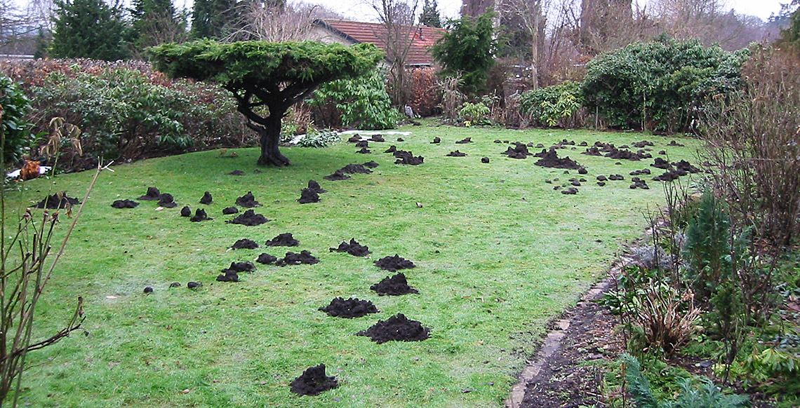 muldvarpe i haven